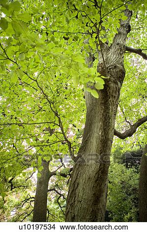 Picture - Tree? Forests, Outdoors, Day. Fotosearch