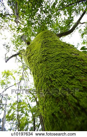 Picture - Tree? Forests, Outdoors, Day. Fotosearch
