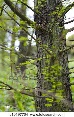 Tree? Forests, Outdoors, Day View Large Photo Image Picture - Tree? Forests, Outdoors, Day. Fotosearch