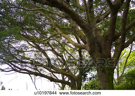 Tree? Forests, Outdoors, Day View Large Photo Image Picture - Tree? Forests, Outdoors, Day. Fotosearch