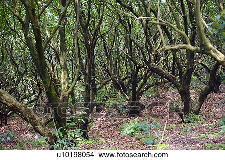 Picture - Tree? Forests, Outdoors, Day. Fotosearch