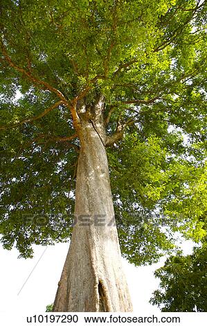 Stock Image - Tree? Forests, Outdoors, Day. Fotosearch