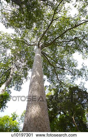 Stock Image - Tree? Forests, Outdoors, Day. Fotosearch