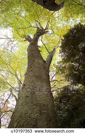 Stock Image - Tree? Forests, Outdoors, Day. Fotosearch
