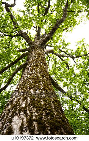 Stock Image - Tree? Forests, Outdoors, Day. Fotosearch