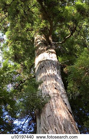 Stock Image - Tree? Forests, Outdoors, Day. Fotosearch