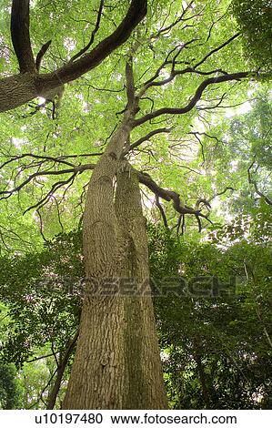 Stock Image - Tree? Forests, Outdoors, Day. Fotosearch