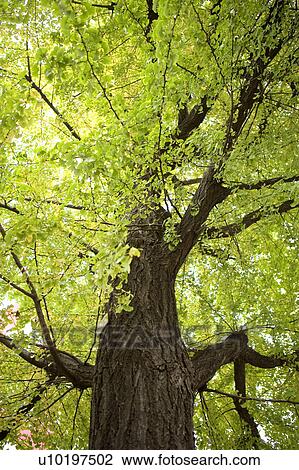 Stock Image - Tree? Forests, Outdoors, Day. Fotosearch