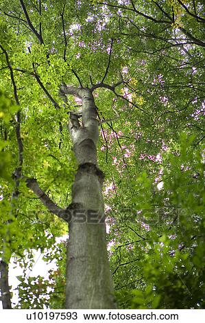 Stock Image - Tree? Forests, Outdoors, Day. Fotosearch
