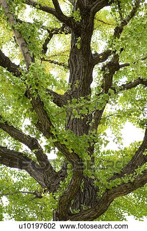 Tree? Forests, Outdoors, Day View Large Photo Image Stock Image - Tree? Forests, Outdoors, Day. Fotosearch