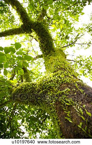Stock Image - Tree? Forests, Outdoors, Day. Fotosearch