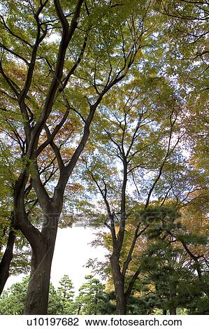 Stock Image - Tree? Forests, Outdoors, Day. Fotosearch