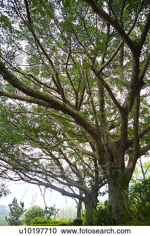 Stock Image - Tree? Forests, Outdoors, Day. Fotosearch