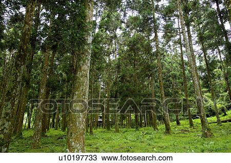 Tree? Forests, Outdoors, Day View Large Photo Image Stock Image - Tree? Forests, Outdoors, Day. Fotosearch