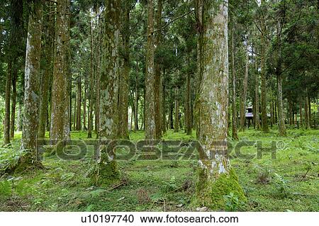 Tree? Forests, Outdoors, Day View Large Photo Image Stock Image - Tree? Forests, Outdoors, Day. Fotosearch