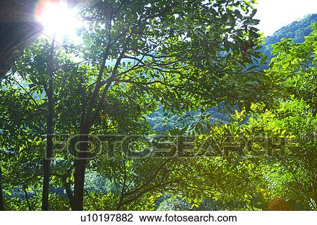 Stock Image - Tree? Forests, Outdoors, Day. Fotosearch