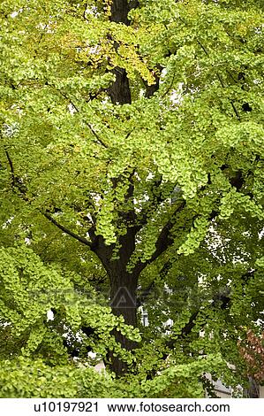 Stock Image - Tree? Forests, Outdoors, Day. Fotosearch