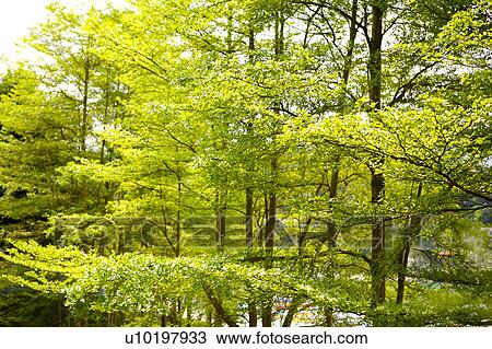 Stock Image - Tree? Forests, Outdoors, Day. Fotosearch