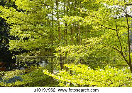 Tree? Forests, Outdoors, Day View Large Photo Image Stock Image - Tree? Forests, Outdoors, Day. Fotosearch