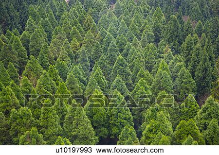 Stock Image - Tree? Forests, Outdoors, Day. Fotosearch