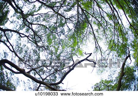 Tree? Forests, Outdoors, Day View Large Photo Image Stock Image - Tree? Forests, Outdoors, Day. Fotosearch