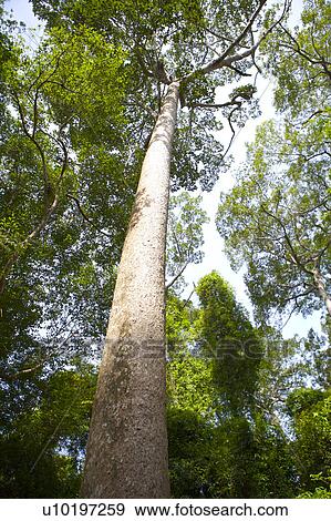 Tree? Forests, Outdoors, Day View Large Photo Image Stock Photo - Tree? Forests, Outdoors, Day. Fotosearch