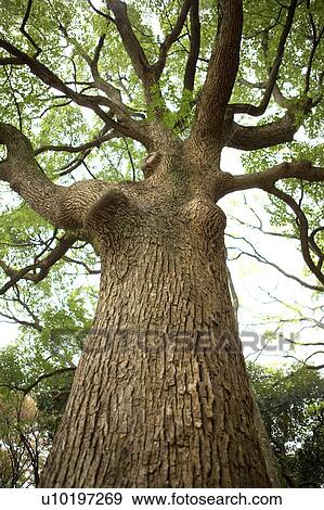 Stock Photo - Tree? Forests, Outdoors, Day. Fotosearch