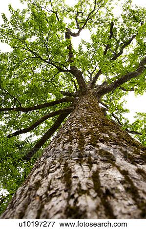 Stock Photo - Tree? Forests, Outdoors, Day. Fotosearch