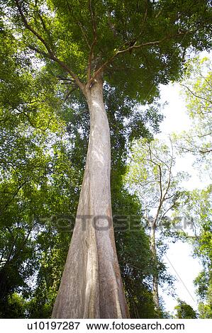 Tree? Forests, Outdoors, Day View Large Photo Image Stock Photo - Tree? Forests, Outdoors, Day. Fotosearch