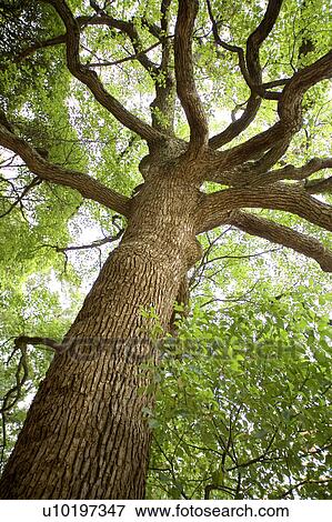 Tree? Forests, Outdoors, Day View Large Photo Image Stock Photo - Tree? Forests, Outdoors, Day. Fotosearch