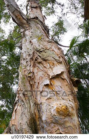 Stock Photo - Tree? Forests, Outdoors, Day. Fotosearch