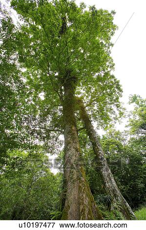 Tree? Forests, Outdoors, Day View Large Photo Image Stock Photo - Tree? Forests, Outdoors, Day. Fotosearch