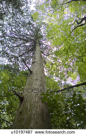 Stock Photo - Tree? Forests, Outdoors, Day. Fotosearch