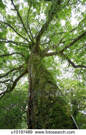 Tree? Forests, Outdoors, Day View Large Photo Image Stock Photo - Tree? Forests, Outdoors, Day. Fotosearch