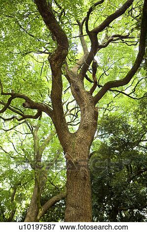Stock Photo - Tree? Forests, Outdoors, Day. Fotosearch