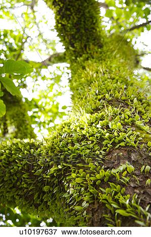 Stock Photo - Tree? Forests, Outdoors, Day. Fotosearch