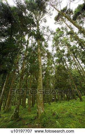 Stock Photo - Tree? Forests, Outdoors, Day. Fotosearch