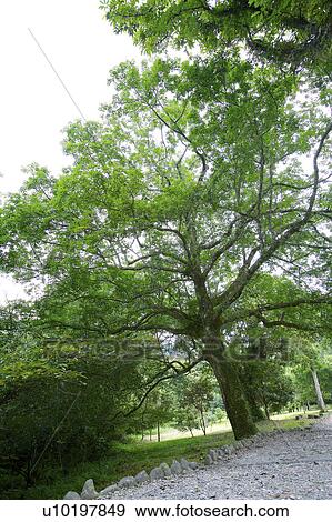 Tree? Forests, Outdoors, Day View Large Photo Image Stock Photo - Tree? Forests, Outdoors, Day. Fotosearch