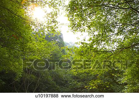 Tree? Forests, Outdoors, Day View Large Photo Image Stock Photo - Tree? Forests, Outdoors, Day. Fotosearch