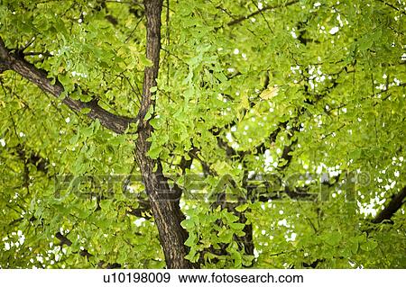 Stock Photo - Tree? Forests, Outdoors, Day. Fotosearch