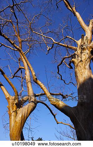 Stock Photo - Tree? Forests, Outdoors, Day. Fotosearch