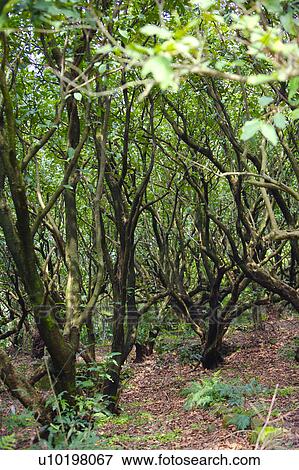 Stock Photo - Tree? Forests, Outdoors, Day. Fotosearch