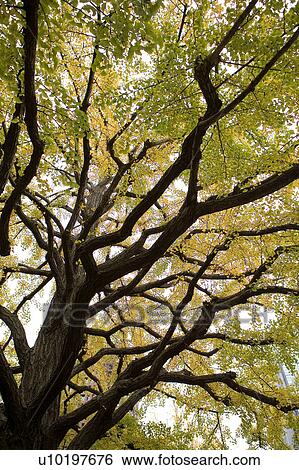 Tree? Forests, Outdoors, Day View Large Photo Image Stock Photograph - Tree? Forests, Outdoors, Day. Fotosearch