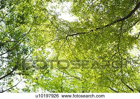 Stock Photograph - Tree? Forests, Outdoors, Day. Fotosearch