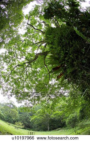 Tree? Forests, Outdoors, Day View Large Photo Image Stock Photograph - Tree? Forests, Outdoors, Day. Fotosearch
