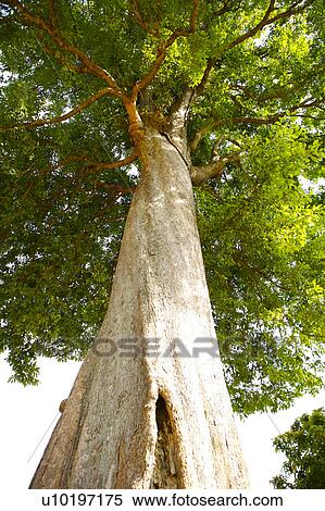 Stock Photography - Tree? Forests, Outdoors, Day. Fotosearch