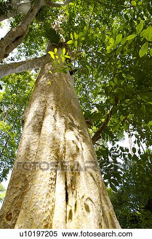 Stock Photography - Tree? Forests, Outdoors, Day. Fotosearch