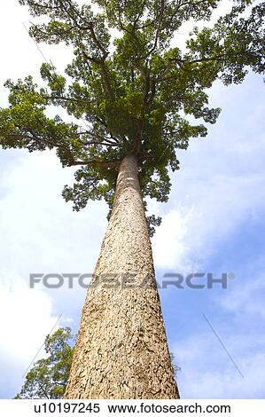 Stock Photography - Tree? Forests, Outdoors, Day. Fotosearch