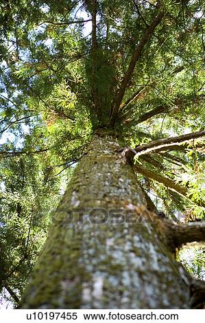 Tree? Forests, Outdoors, Day View Large Photo Image Stock Photography - Tree? Forests, Outdoors, Day. Fotosearch