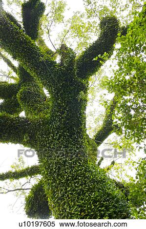 Tree? Forests, Outdoors, Day View Large Photo Image Stock Photography - Tree? Forests, Outdoors, Day. Fotosearch